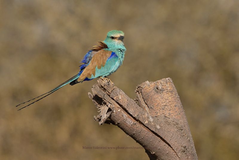 Abyssinian roller - Coracias abyssinica