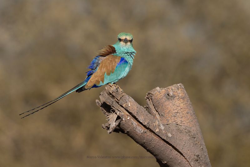 Abyssinian roller - Coracias abyssinica