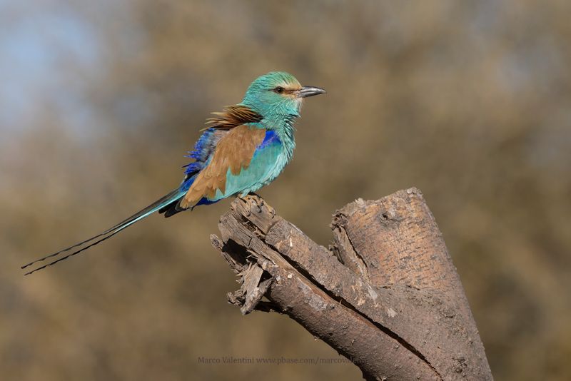 Abyssinian roller - Coracias abyssinica