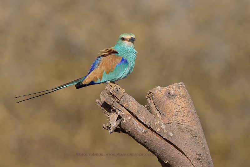 Abyssinian roller - Coracias abyssinica