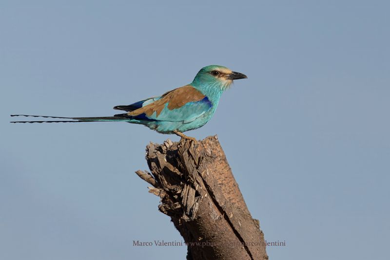 Abyssinian roller - Coracias abyssinica