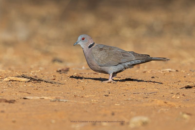 African Mourning Dove - Streptopelia decipiens