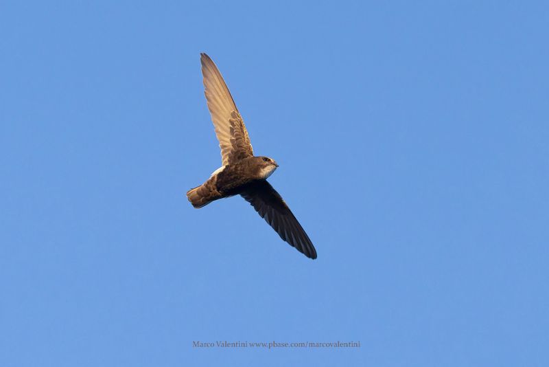 Little Swift - Apus affinis
