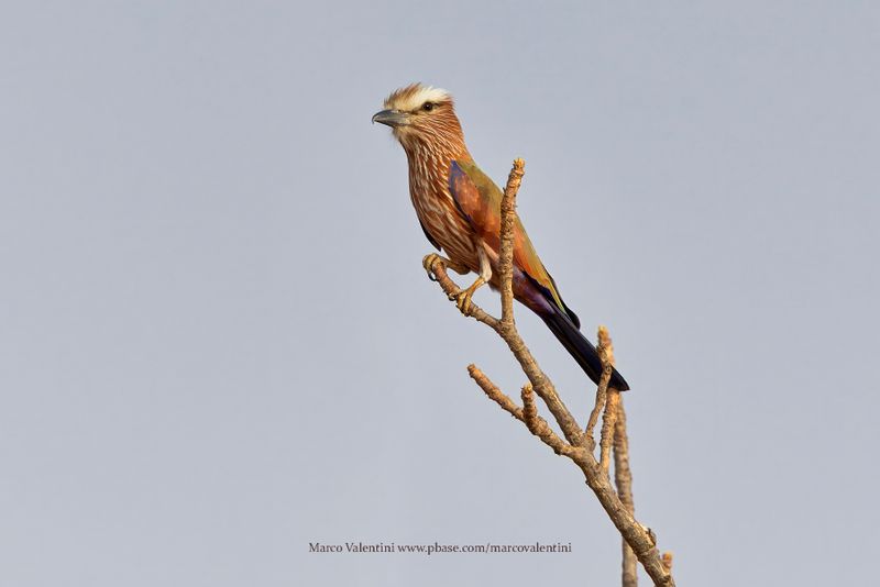 Purple Roller - Coracias naevius