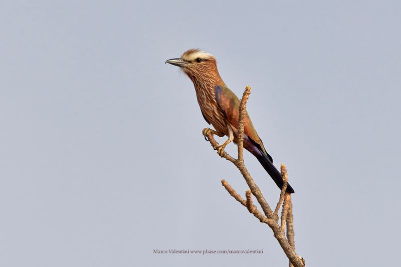 Purple Roller - Coracias naevius