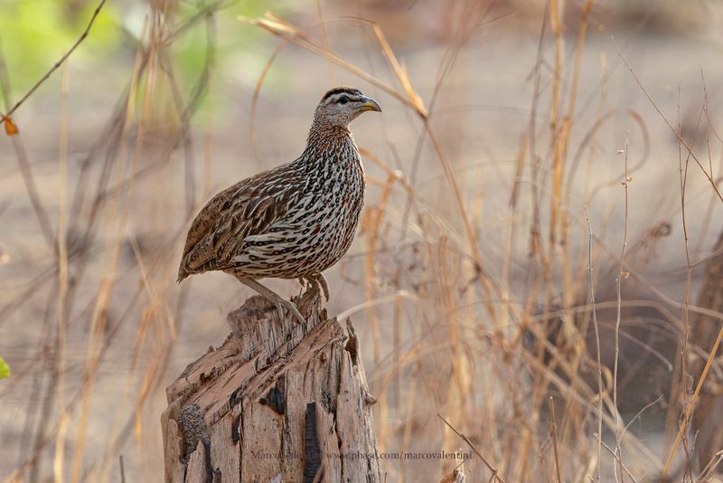 Double-spurred Spurfowl - Pternistis bicalcaratus