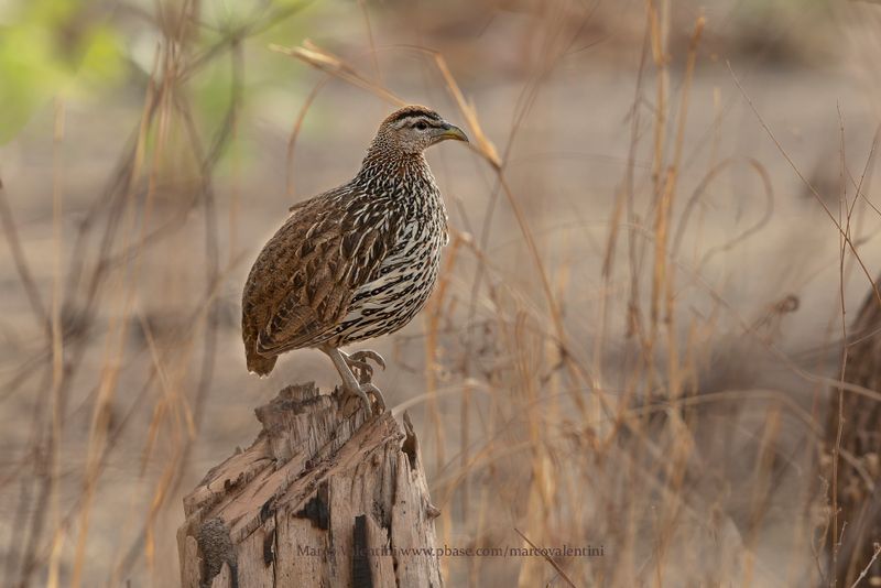 Double-spurred Spurfowl - Pternistis bicalcaratus