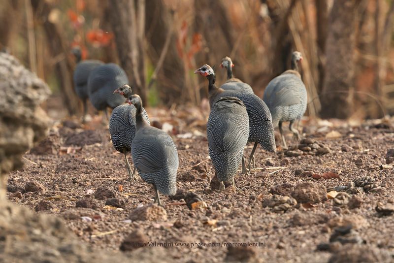 Helmeted Guineafowl - Numida meleagris