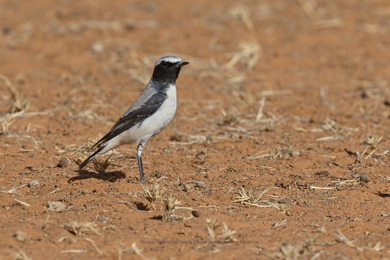 Atlas Wheatear - Oenanthe seebohmi