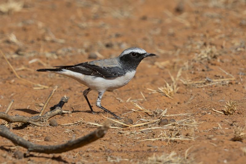 Atlas Wheatear - Oenanthe seebohmi
