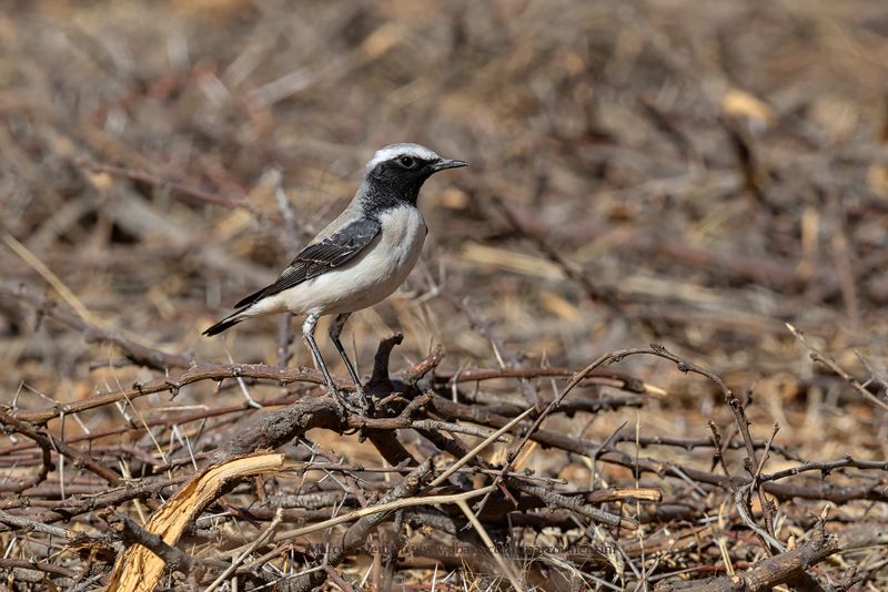 Atlas Wheatear - Oenanthe seebohmi