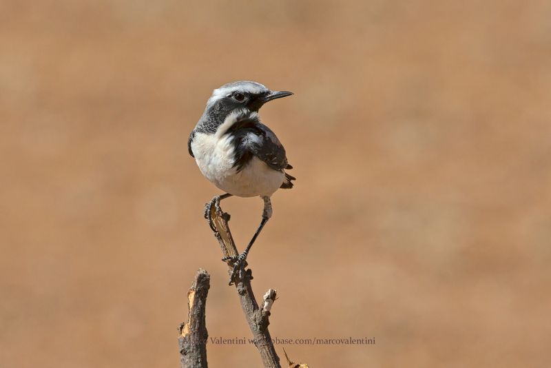 Atlas Wheatear - Oenanthe seebohmi