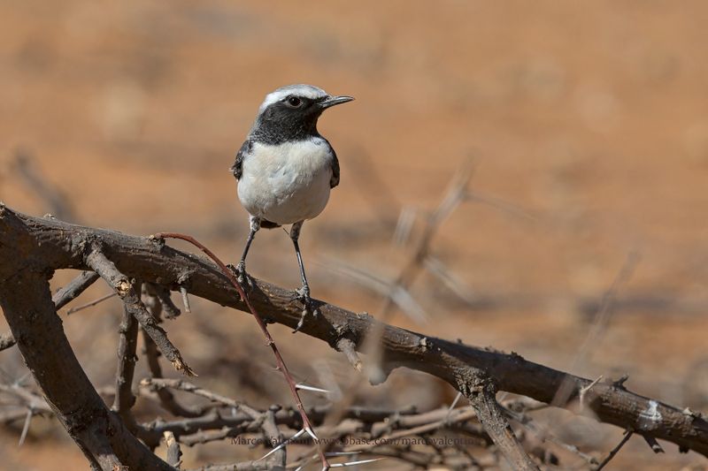 Atlas Wheatear - Oenanthe seebohmi