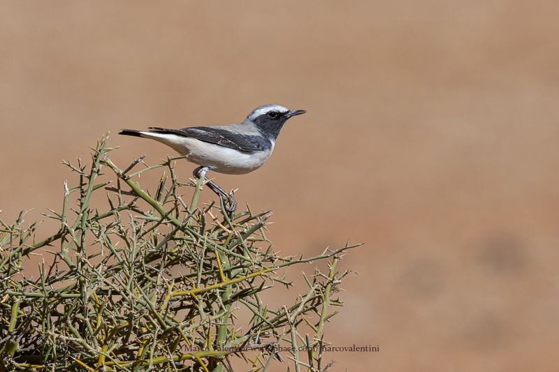 Atlas Wheatear - Oenanthe seebohmi