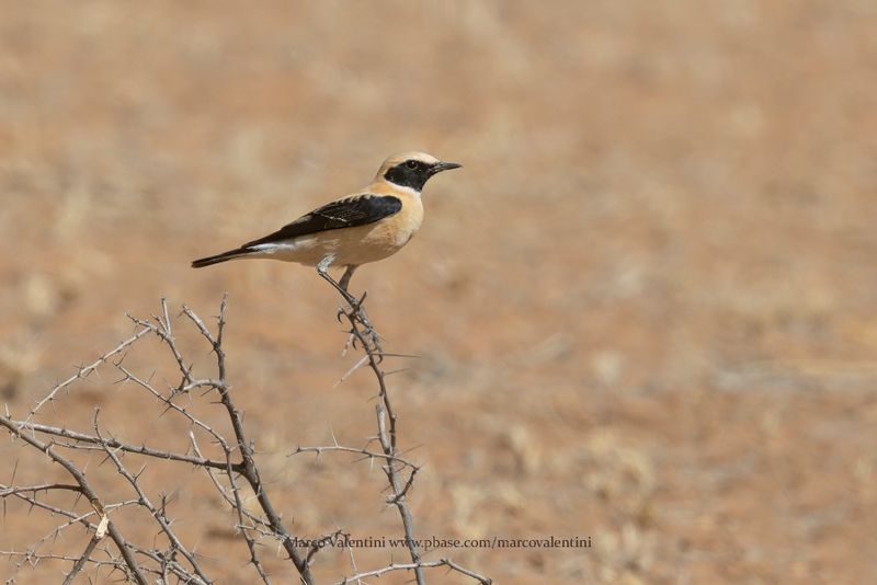 Western Black-eared Wheatear - Oenanthe hispanica