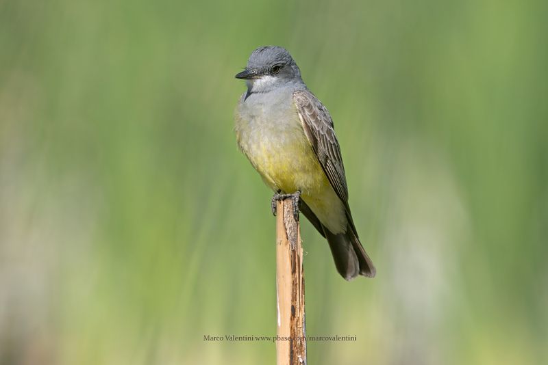 Cassins Kingbird - Tyrannus vociferans
