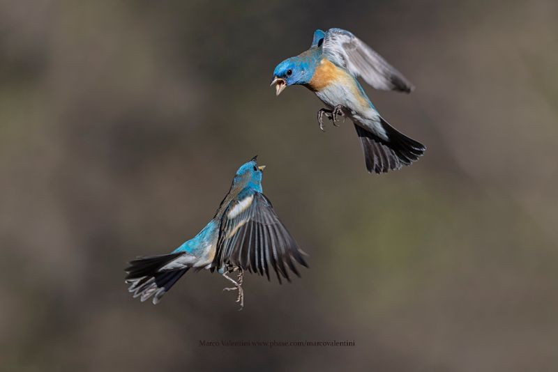 Lazuli Bunting - Passerina amoena