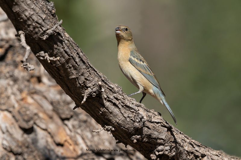 Lazuli Bunting - Passerina amoena