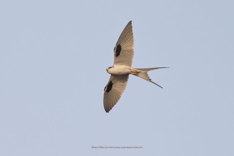 Scissor-tailed Kite - Chelictinia riocourii