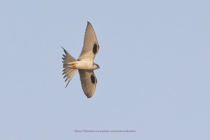 Scissor-tailed Kite - Chelictinia riocourii