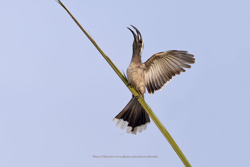 African grey Hornbill - Tockus nasutus