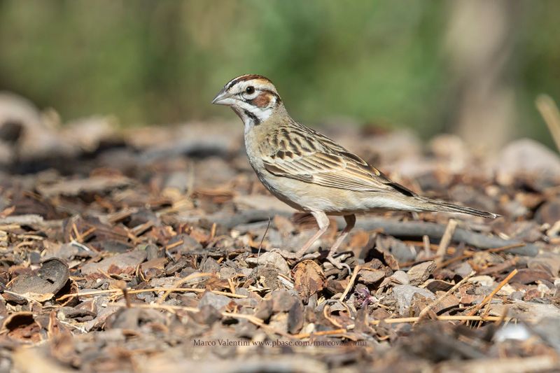 Lark Sparrow - Chondestes grammacus