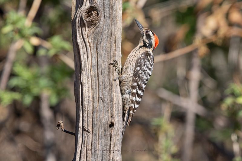 Ladder-backed Woodpecker - Picoides scalaris