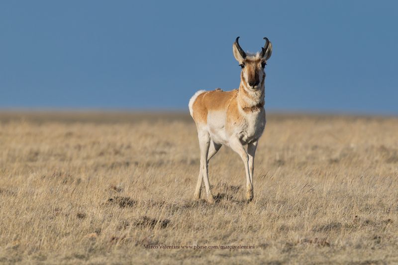 Pronghorn - Antilocapra americana