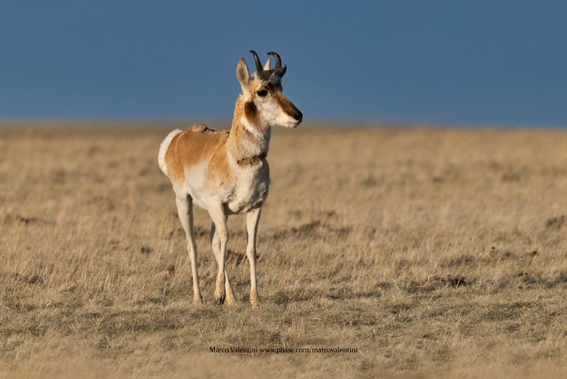 Pronghorn - Antilocapra americana