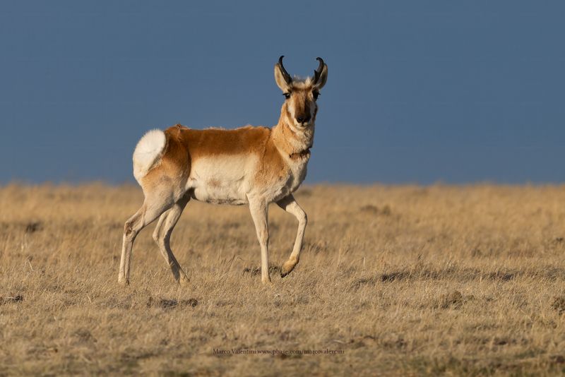 Pronghorn - Antilocapra americana