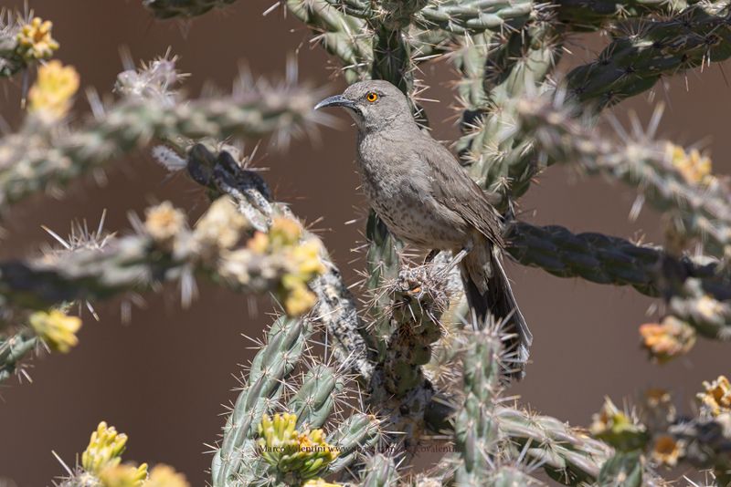 Curve-billed Thrasher - Toxostoma curvirostre