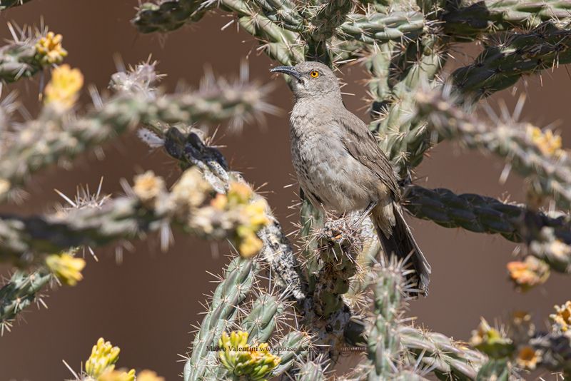 Curve-billed Thrasher - Toxostoma curvirostre