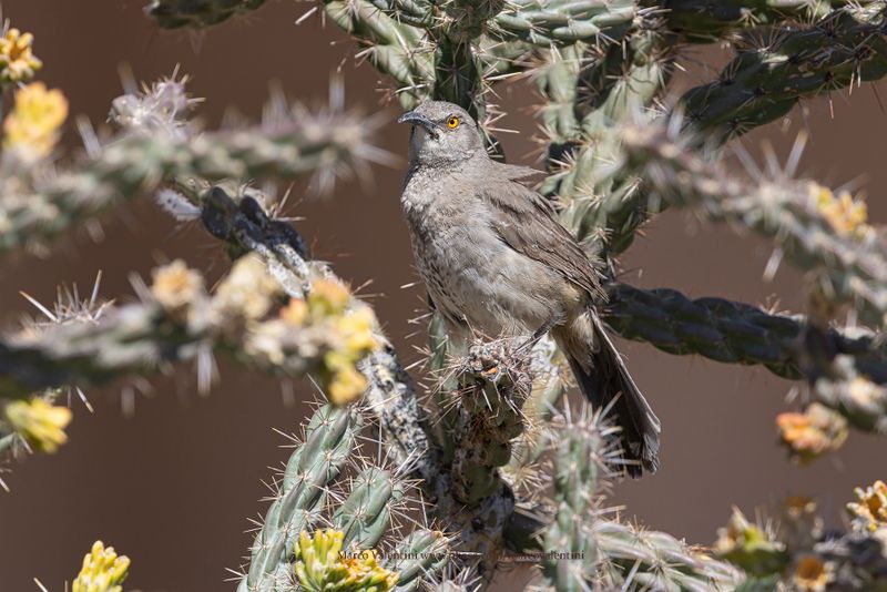 Curve-billed Thrasher - Toxostoma curvirostre