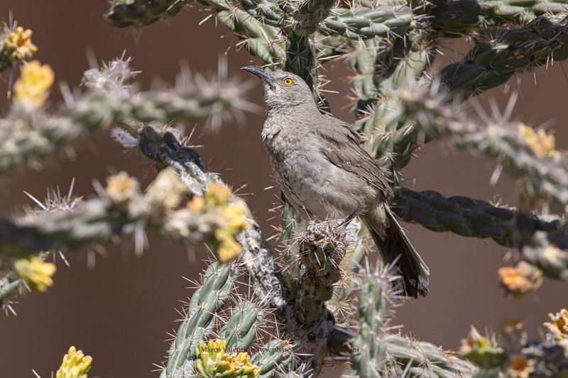 Curve-billed Thrasher - Toxostoma curvirostre