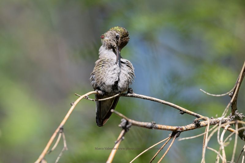 Anna's Hummingbird - Calypte anna