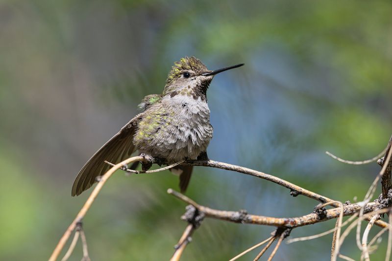 Anna's Hummingbird - Calypte anna