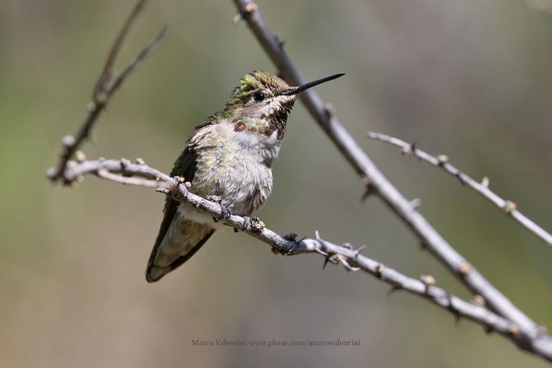 Anna's Hummingbird - Calypte anna