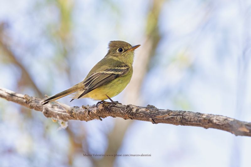 Western Flycatcher - Empidonax difficilis