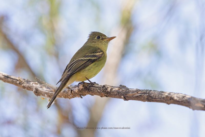Western Flycatcher - Empidonax difficilis
