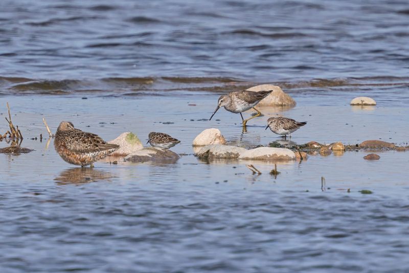 Stilt Sandpiper - Calidris himantopus