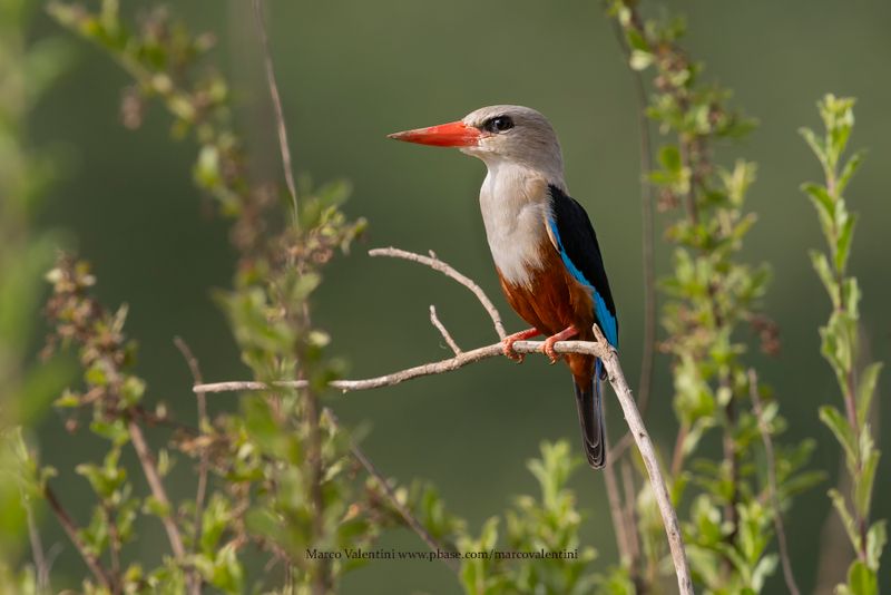 Grey-headed Kingfisher - Halcyon leucocephala