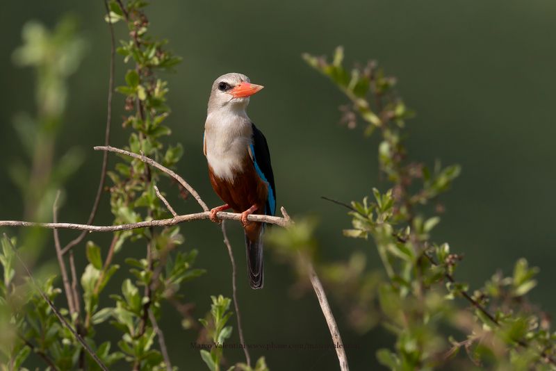 Grey-headed Kingfisher - Halcyon leucocephala