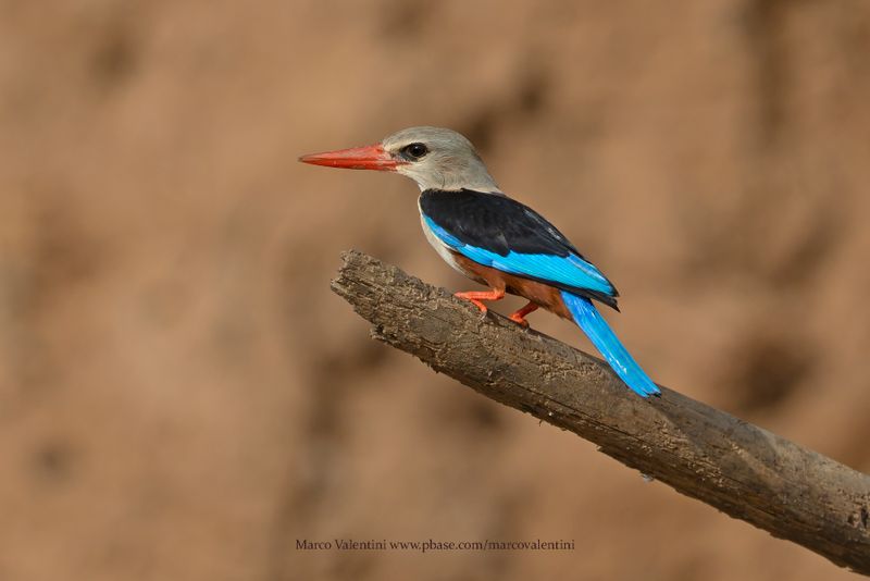 Grey-headed Kingfisher - Halcyon leucocephala