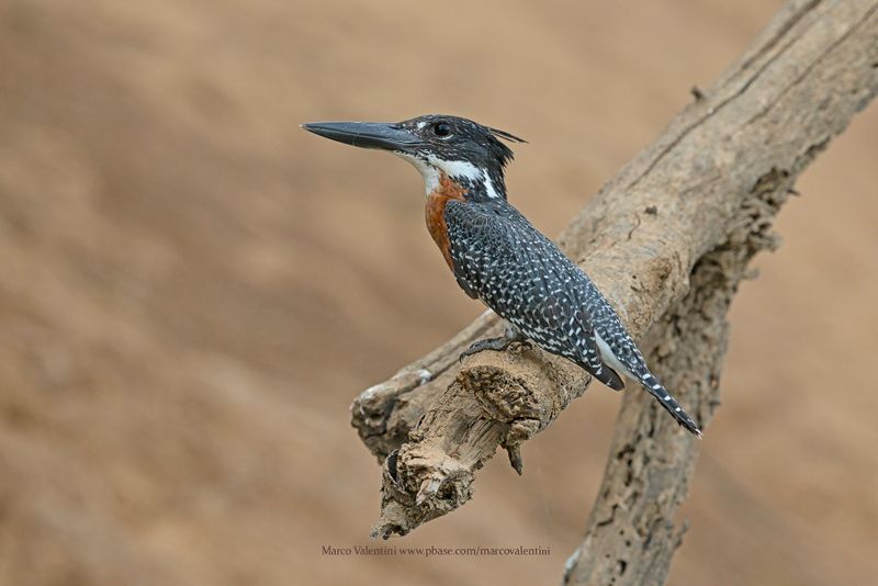 Giant kingfisher - Megaceryle maxima