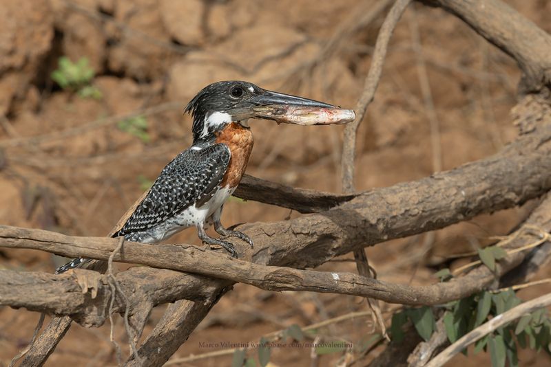 Giant kingfisher - Megaceryle maxima