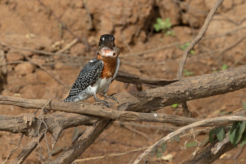 Giant kingfisher - Megaceryle maxima