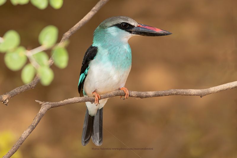 Blue-breasted Kingfisher - Halcyon malimbica