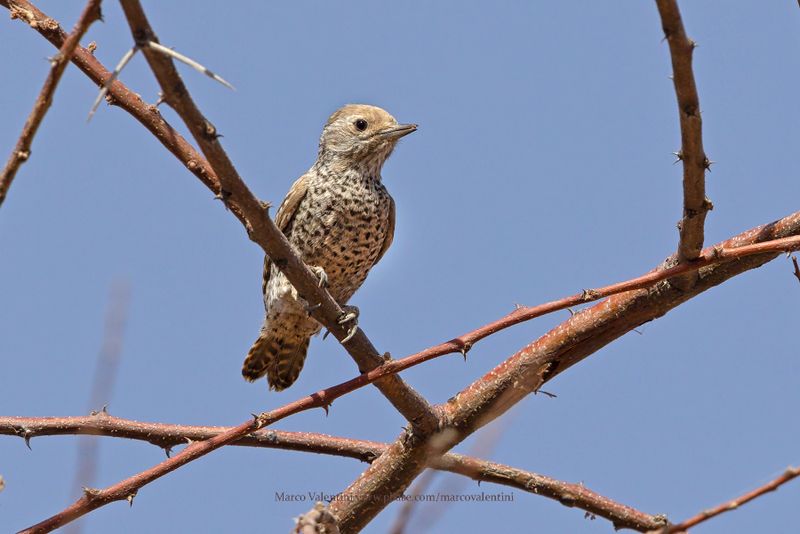 Little Gray Woodpecker - Dendropicos elachus