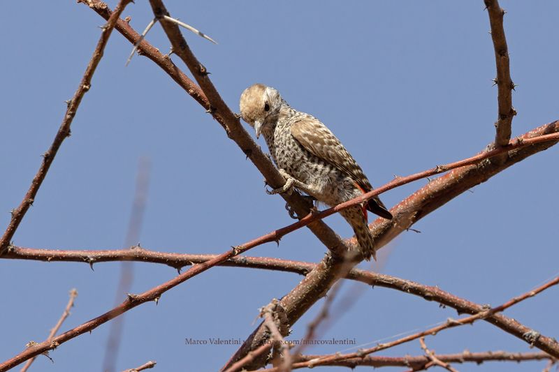 Little Gray Woodpecker - Dendropicos elachus