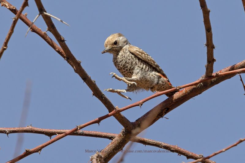 Little Gray Woodpecker - Dendropicos elachus